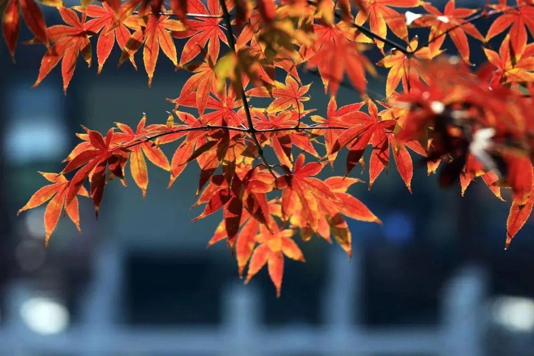 美翻了！夜上海的秋天有那么多你想不到的颜色！乘公交直达